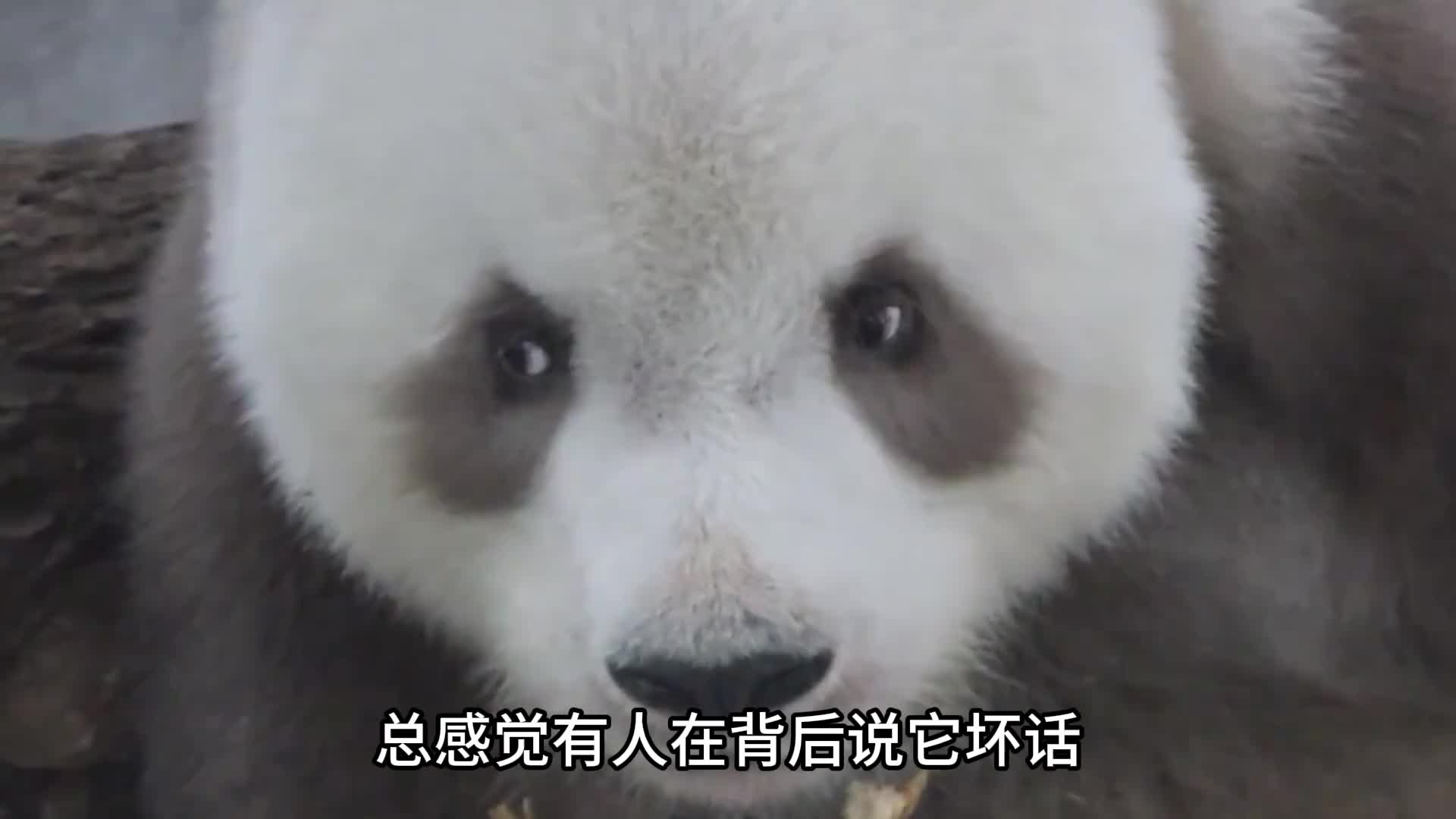 棕色大熊猫七仔