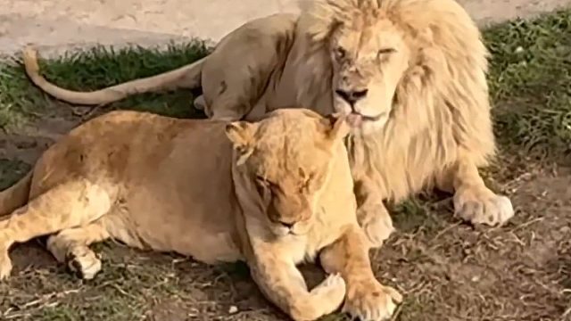 2只小熊宝宝让整个狮群躁动起来了！