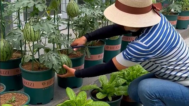 花盆也能种好的西瓜，你也试试吧#盆栽小西瓜
