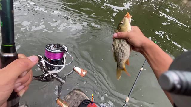 小河里居然有这么多鱼