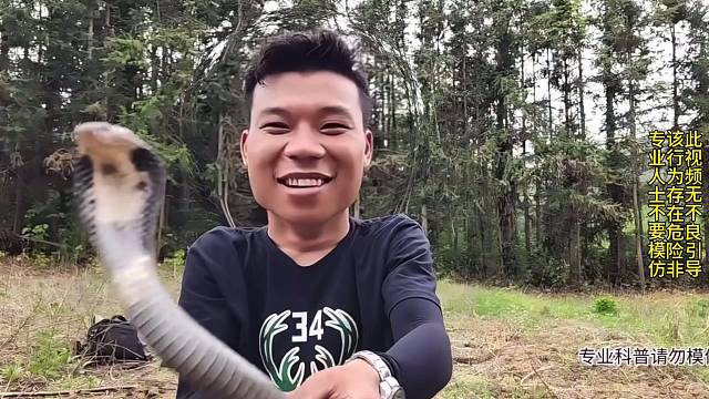 电影照进现实--会跳舞的眼镜蛇你见过吗？