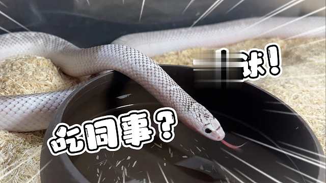 这就很坏了！大肥蛇越狱顺带带走了一条小玉米蛇！