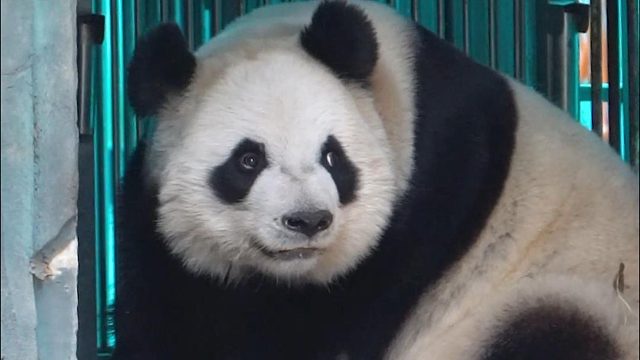 星语：奶爸你别急，我有自己的节奏