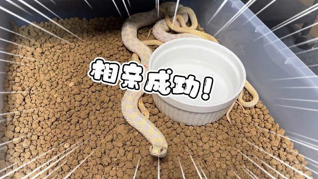 女王蛇在三个男宠的拥护下！终于！相亲成功了！