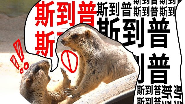 动物界里的全武行