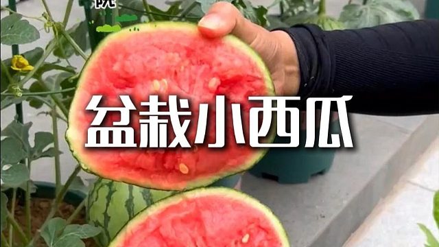 花盆可不光能种瓜，还能种小西瓜#盆栽小西瓜