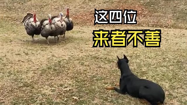 那些对决中的动物们！