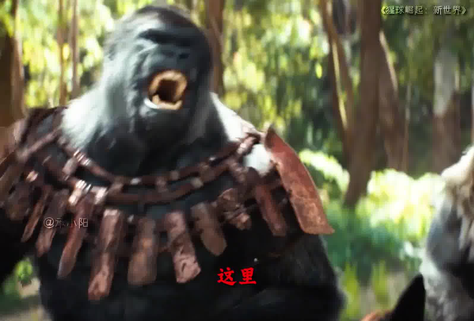 这两位王者 谁的霸气更胜一筹呢？！