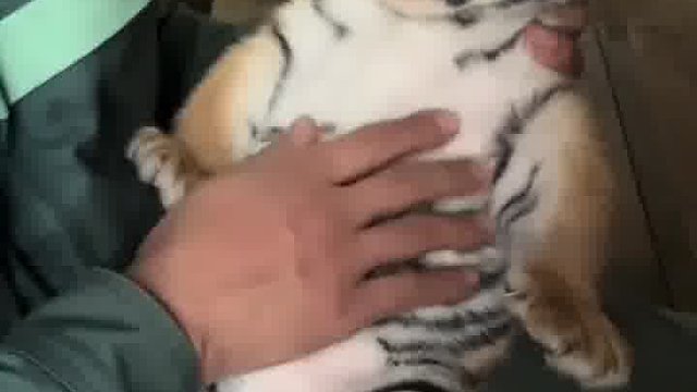 摸摸毛，睡不着