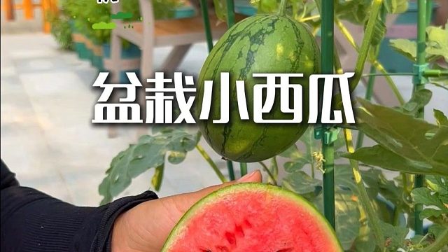 花盆也能种的小西瓜#盆栽小西瓜