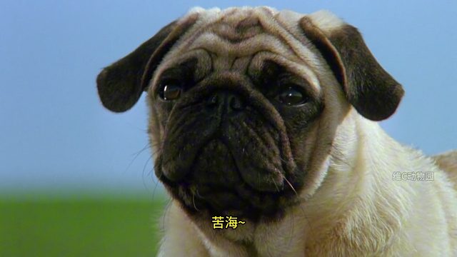 《 它 好 像 一 条 狗 啊 》