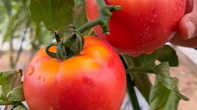 小院随便走一圈就能收获满满#采摘#田园生活