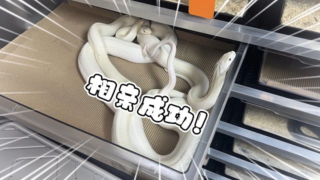 两米长巨肥白娘子相亲成功！这一窝不得20个崽？