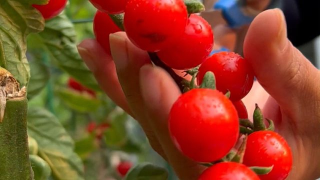 美好的一天，从小院采摘开始#采摘