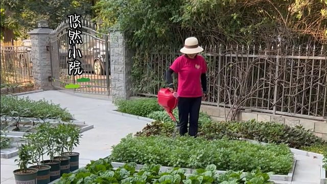 不要笑话爱种菜的人#田园生活