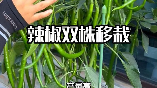 辣椒高产移栽小技巧#辣椒种植