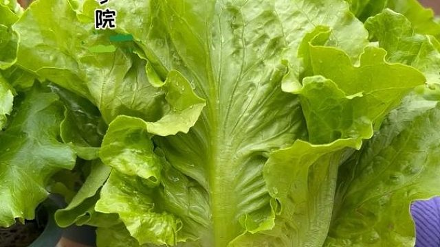 花盆种生菜，那就选意大利生菜#意大利生菜