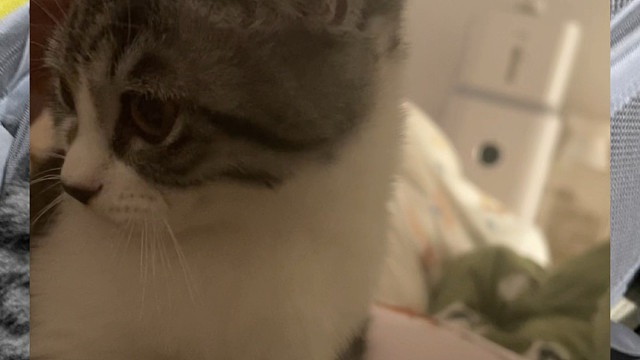 家有这样的烧猫吗？