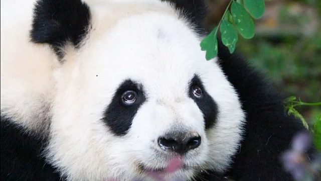 星语：我都准备好啦！