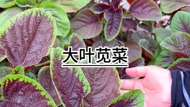 该种苋菜了#苋菜