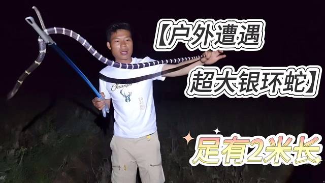 蛇哥阿伟户外遭遇2米超长银环蛇，这玩意看似人畜无害，实则鳞牙噬魂。