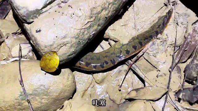 #真实户外 #现场实拍 #户外抓鱼 #好货推荐