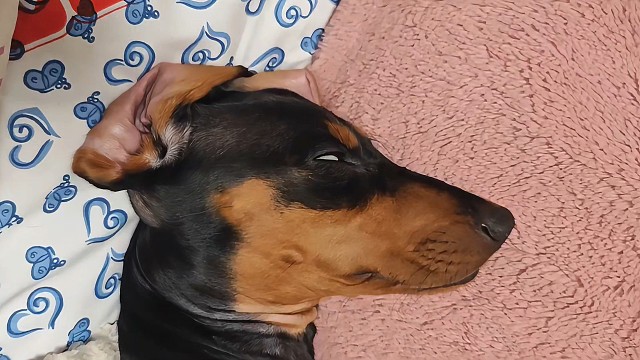 灵魂画手之《腊肠有点肠》