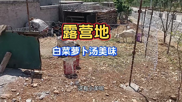 露营地晚餐白菜萝卜汤太美味了