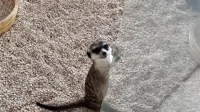 偷感好重的宝宝