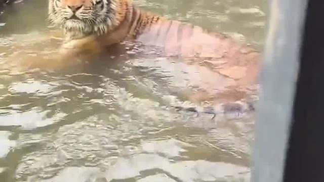 虎哥今天上二楼吗