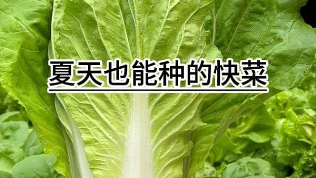 天热种白菜，那你就种快菜#快菜