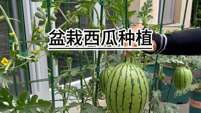 这种西瓜你只能自己种#盆栽小西瓜