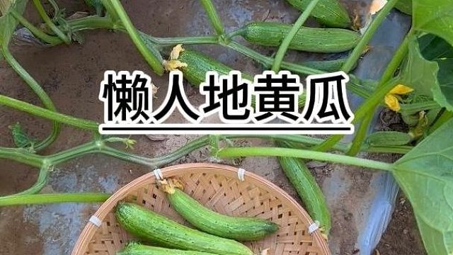 不用搭架的懒人地黄瓜，你也种吧#地黄瓜
