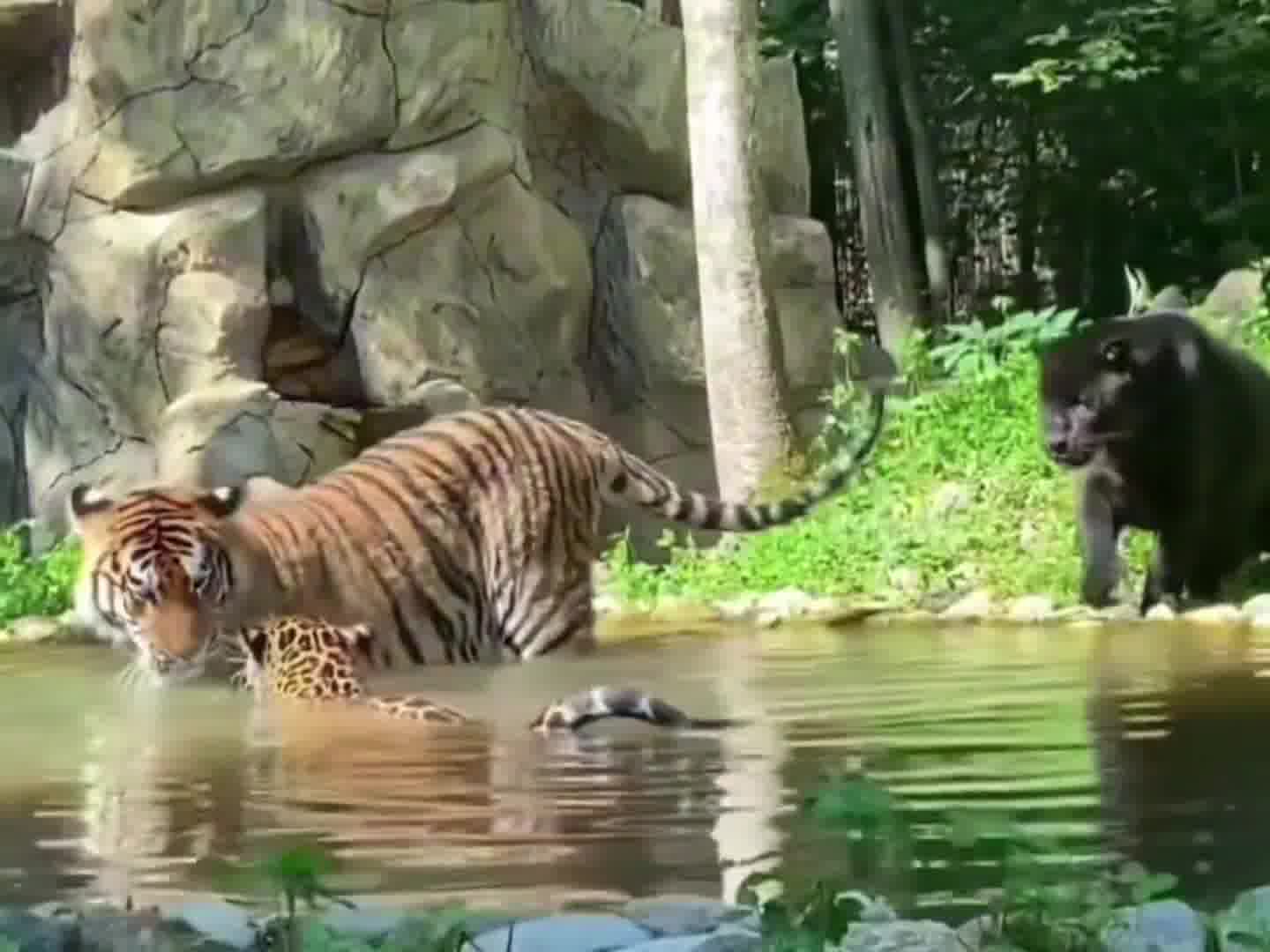 虎老二的第二职业！