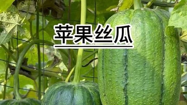 这种丝瓜只种一颗就吃不清摘不完#苹果丝瓜