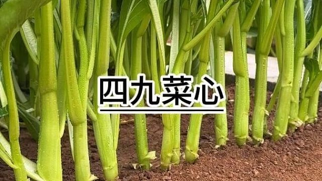 这是种一次就能一直摘的四九菜心#菜心
