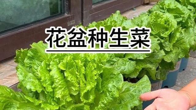 花盆要想种好菜，你就试试意大利生菜#意大利生菜