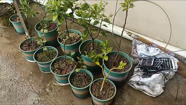 楼顶种植一年没更新了，永远都像初次见你那样使我心荡漾