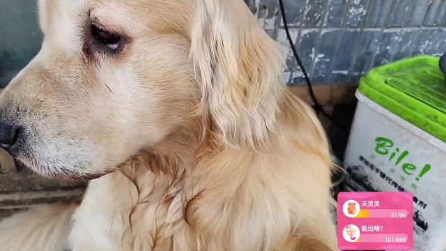 小鸡毛不语只是一味地握手