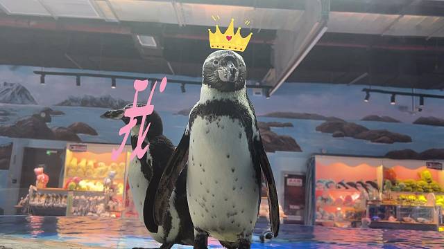 快看！在尧泰汉海捕捉到的野生文字