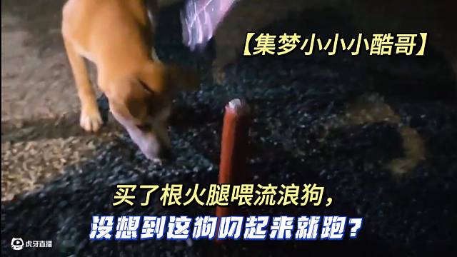 【集梦小小小酷哥】买了根火腿喂流浪狗，没想到这狗叼起来就跑？