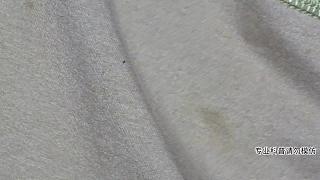 一次性拿下兩條翠青