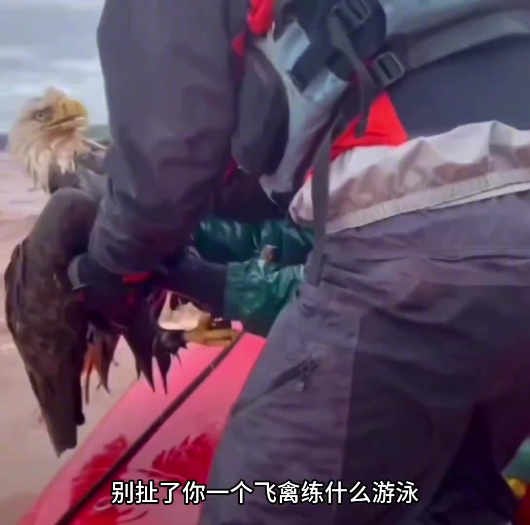 这损出你装啥猛禽呢