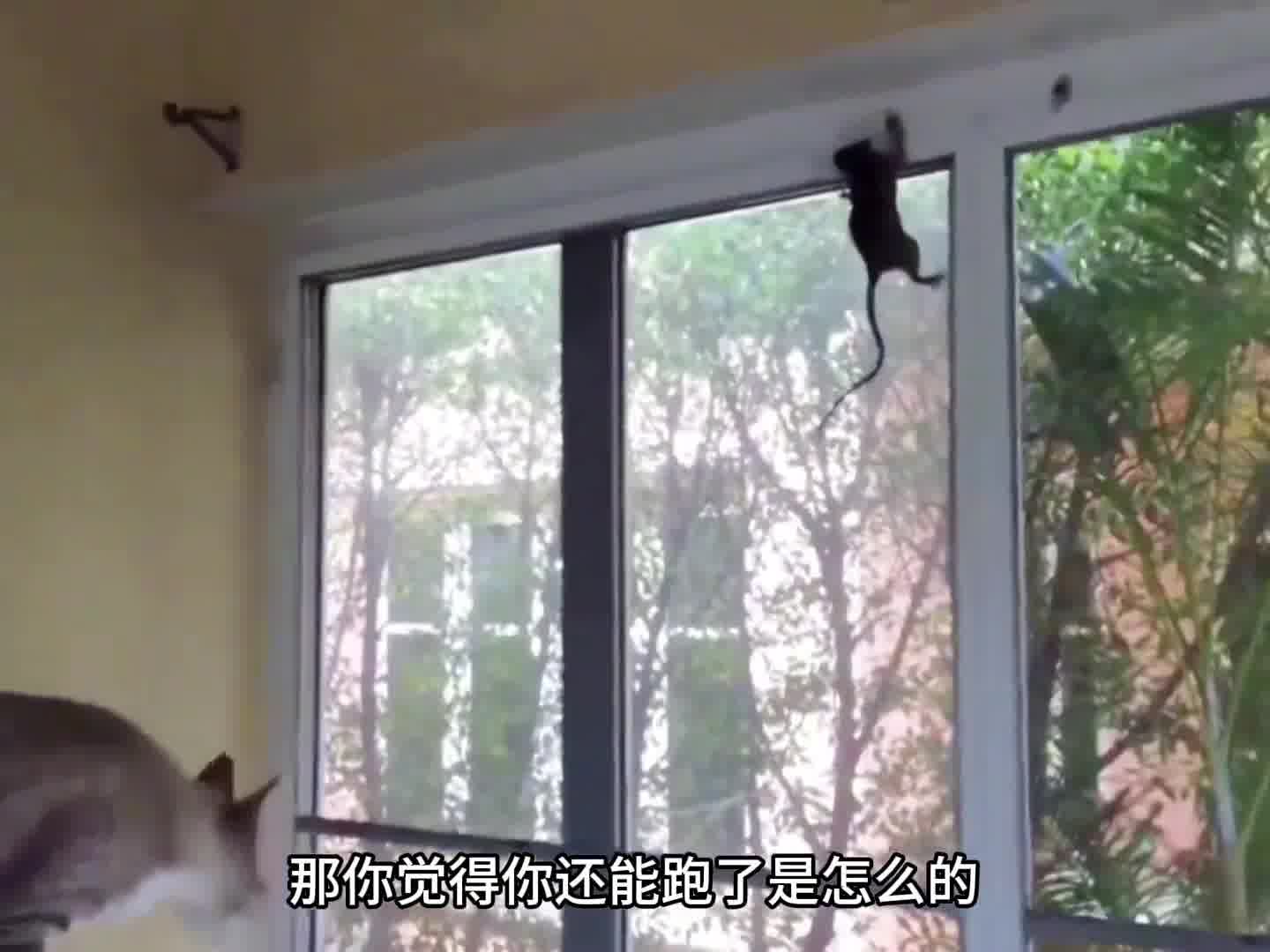 今天这猫把我欺