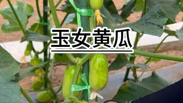 这种黄瓜比水果还好吃#玉女黄瓜