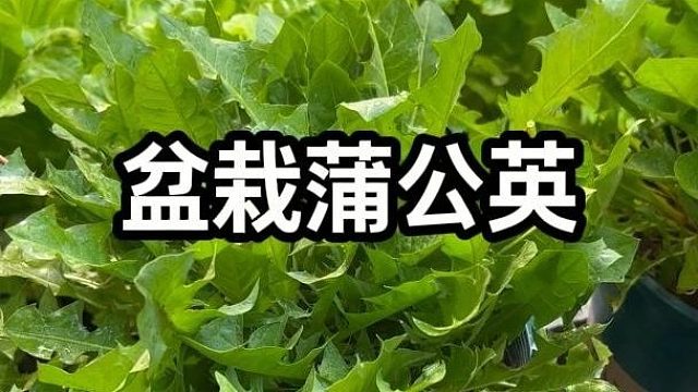 蒲公英种一次就能采收十几年