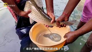 美國(guó)鯉魚(yú)泛濫成災(zāi)，有多可怕