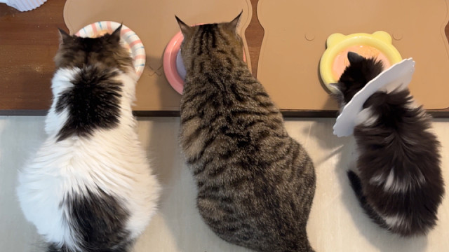 三只小猫吃罐罐