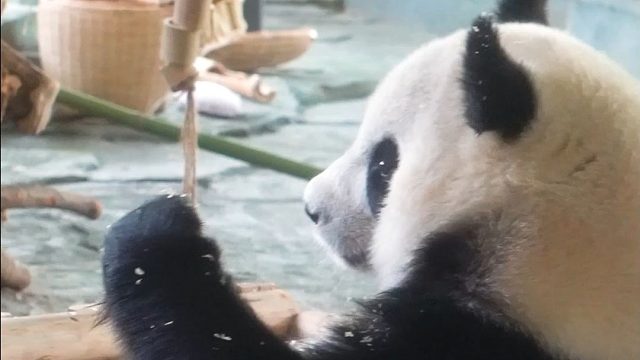 甜熊当然要配甜歌啦~