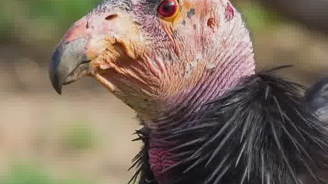 那些长的和闹着玩一样的小鸟